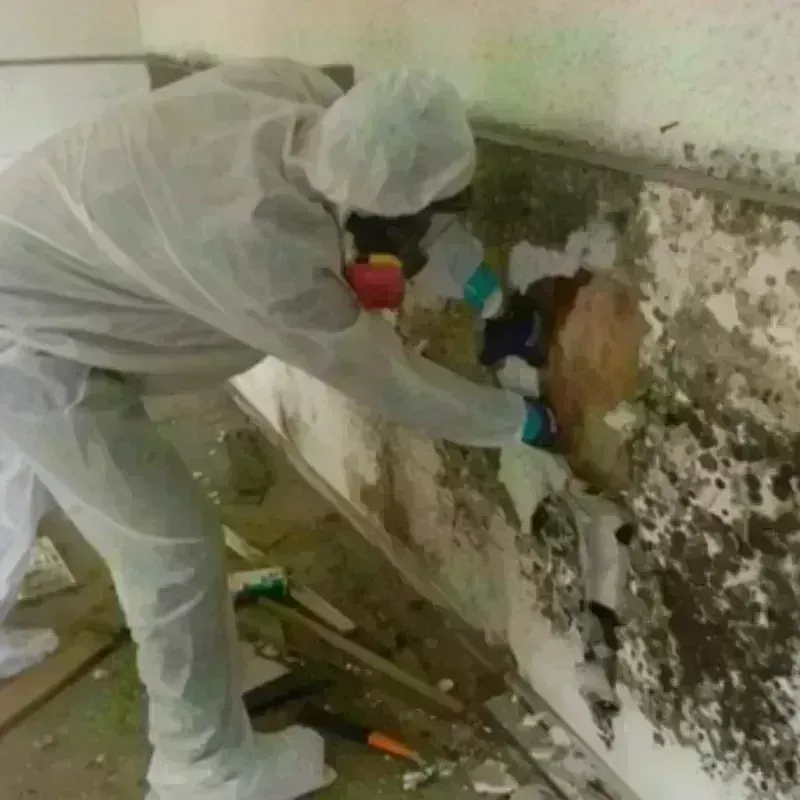 Mold Remediation and Removal in Brownsville, LA